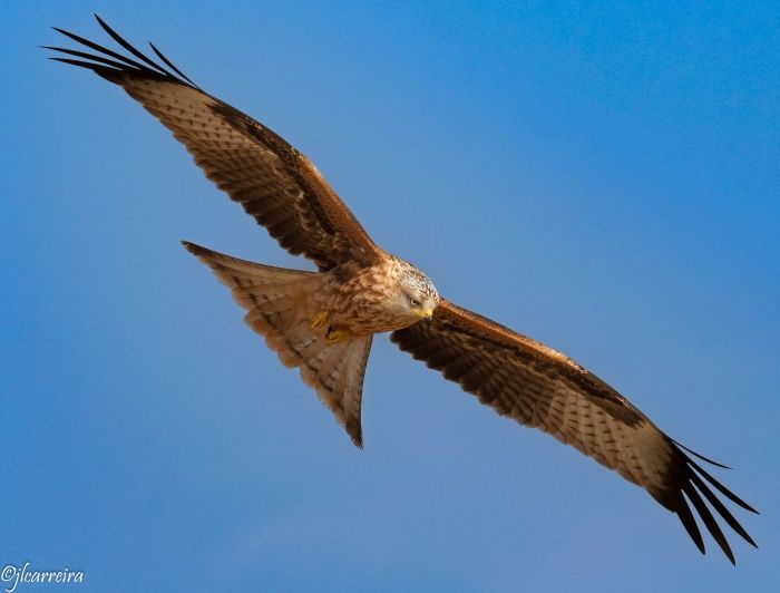 MILANO REAL VOLANDO