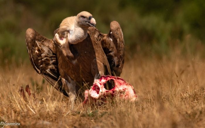 BUITRE LEONADO COMIENDO