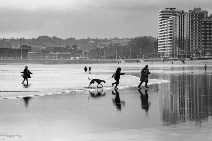 PERROS PLAYA GIJON