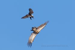 Imperial eagle (Aquila adalberti) and Griffon (Gyps fulvus). Monfragüe National Park, Spain