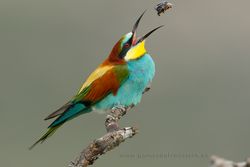 Bee-eater (Merops apiaster). Spain