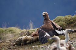 Águila real (Aquila chrysaetos) alimentándose de un rebeco. Pirineos