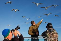 Photographing gulls. Norway