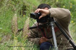 Photographing orchid Himantoglossum hircinum. Spain