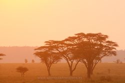 Sunset at Seronera, Serengeti National Park, Tanzania