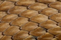 Western Montpellier snake scales (Malpolon monspessulanus). La Rioja, Spain