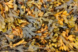 Seaweed (Fucus sp.). Iceland