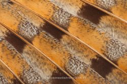 Wing of barn owl (Tyto alba)