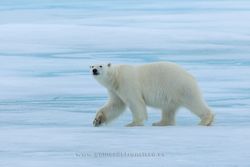 Polar bear (Thalarctos maritimus). Svalbard