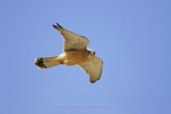 Lesser kestrel (Falco naumanni). Male. Valladolid, Spain