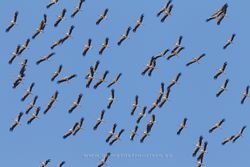 White storks (C. ciconia) migrating. Tarifa, Spain