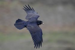 Raven (Corvus corax). La Rioja, Spain