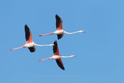 Greater flamingo (Phoenicopterus ruber). Ebro Delta, Spain
