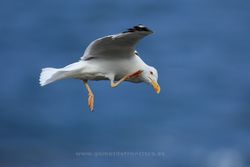 Yellow-legged gull (Larus michahellis). Vizcaya, Spain
