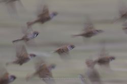 Tree sparrows (Passer montanus). Gallocanta Lake, Spain