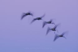 Cranes (Grus grus). Gallocanta Lake, Spain
