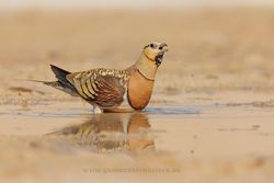 Pin-tailed sandgrouse (Pterocles alchata), male. Ciudad Real, Spain