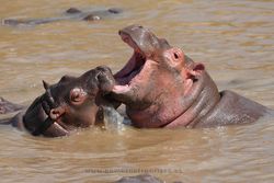 Hipopótamos comunes (Hippopotamus amphibius). Masai Mara, Kenia