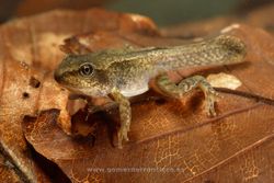 Common frog (Rana temporaria). Pyrenees, Huesca, Spain