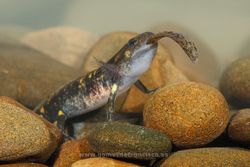 Larva de salamandra común (S. salamandra) depredando sobre un ejemplar de su misma especie. Picos de Europa