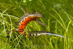 Bosca´s newt (Lissotriton boscai), male. Ciudad Real, Spain