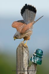 Cernícalo vulgar (Falco tinnunculus), macho. Ciudad Real
