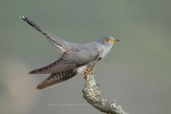 Cuckoo (Cuculus canorus). La Rioja, Spain