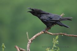 Raven (Corvus corax). La Rioja, Spain