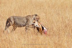 Cheetah (Acinonys jubatus) feeding on a Thomson´s gazelle. Serengeti National Park, Tanzania 