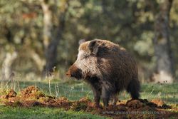 Wild boar (Sus scrofa). Sierra de Andújar Natural Park, Spain