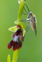 Ophrys insectifera. Álava, Spain
