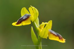 Ophrys lutea. La Rioja, Spain