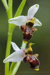Ophrys scolopax. Álava, Spain
