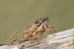 Cicada orni. Alicante,Spain