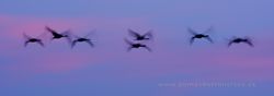 Cranes (Grus grus) al sunrise. Gallocanta Lake, Zaragoza (Spain)
