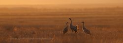 Cranes (Grus grus) at sunset. Gallocanta Lake, Zaragoza (Spain)
