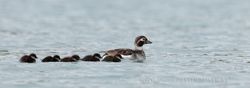 Long-tailed duck (Clangula hyemalis). Female with chicks, Norway