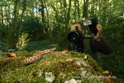 Photographing Asp viper (Vipera aspis). Spain