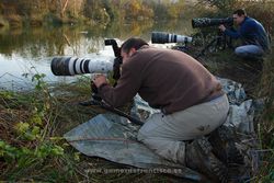 Photographing Grey phalarope (Phalaropus fulicaria). Spain