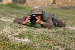 Photographing ocellated lizard (Timon lepidus). Spain