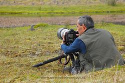 Photographing red-throated diver (Gavia stellata). Iceland