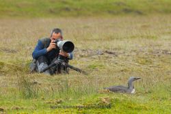 Photographing red-throated diver (Gavia stellata). Iceland