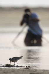 Photographing waders. Spain