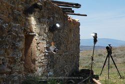 Photographing hoopoe (Upupa epops). Spain