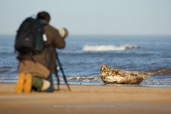 Photographing seals. England