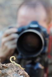 Photographing scorpion (Buthus occitanus). Spain