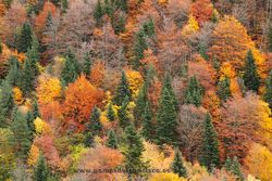 Autumn in Bujaruelo Valley, Ordesa y Monte Perdido National Park, Pyrenees (Spain)