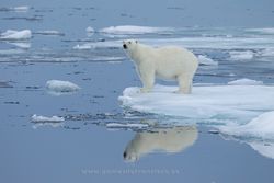 Polar bear (Thalarctos maritimus). Svalbard