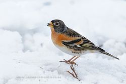 Pinzón real (Montifringilla nivalis), macho. La Rioja