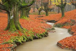 Autumn, Gorbea Natural Park, Vizcaya (Spain)